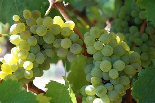 White Grapes 700X468